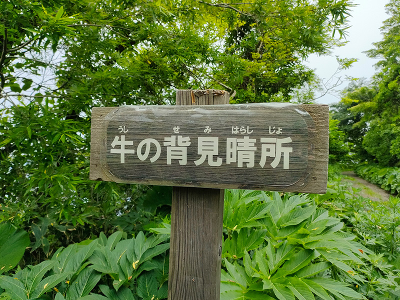 函館山登山　牛の背見晴所