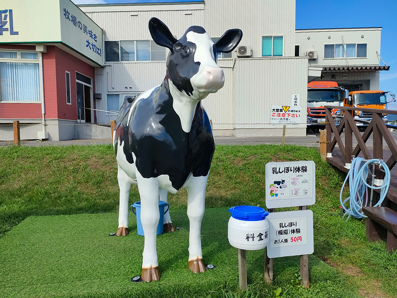 函館牛乳　あいす118　乳搾り体験