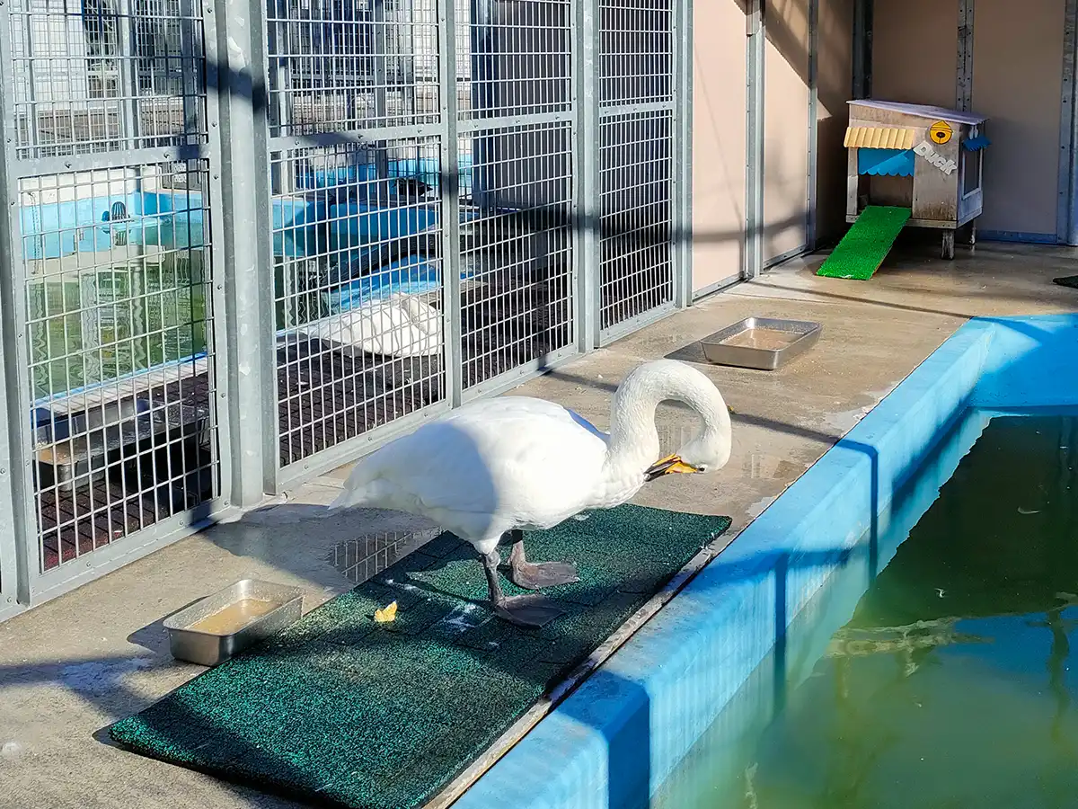 函館公園　動物園　白鳥