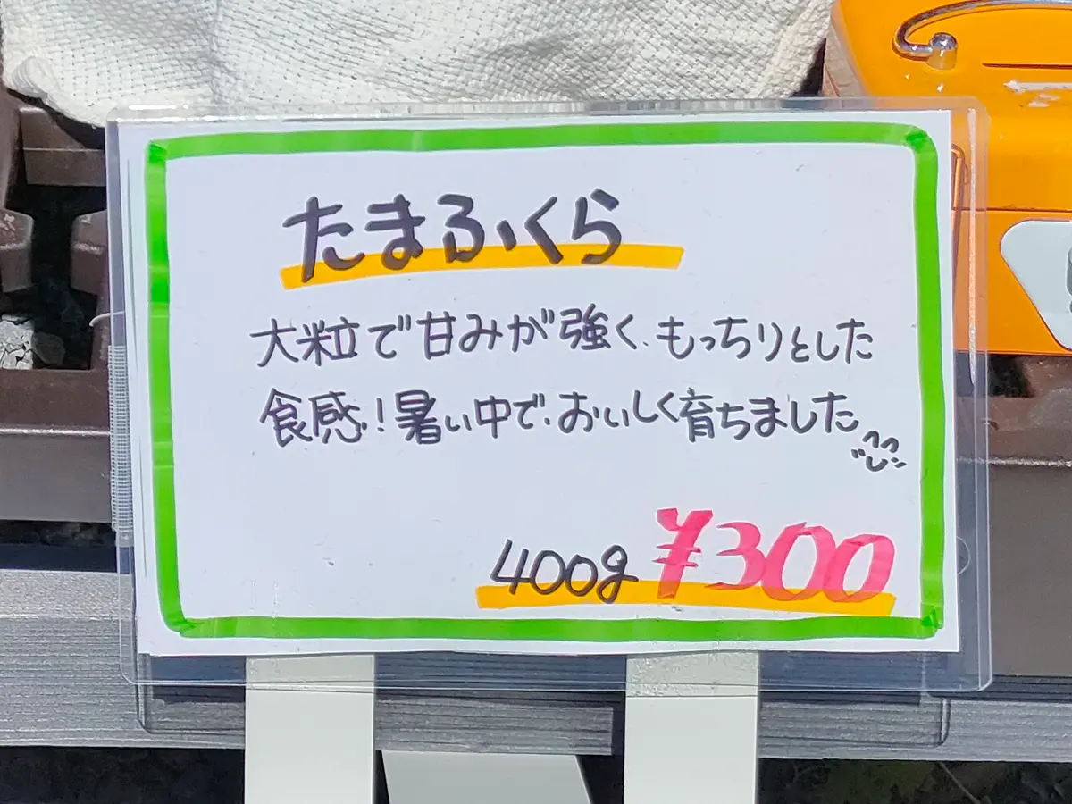 ゲリラ枝豆　函館　湯の川　たまふくら